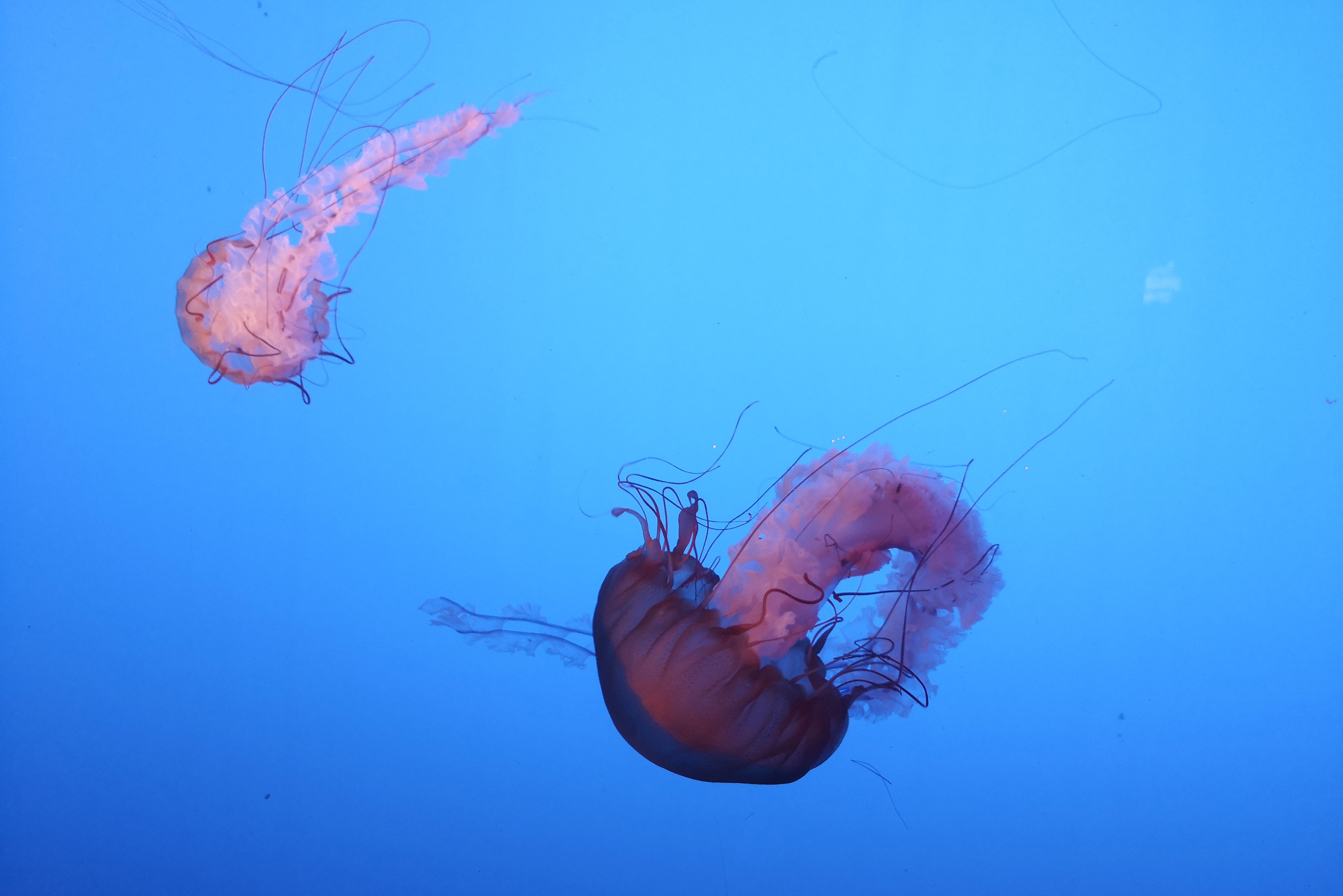 水母摄影图__海洋生物_生物世界_摄影图库_昵图网nipic.com