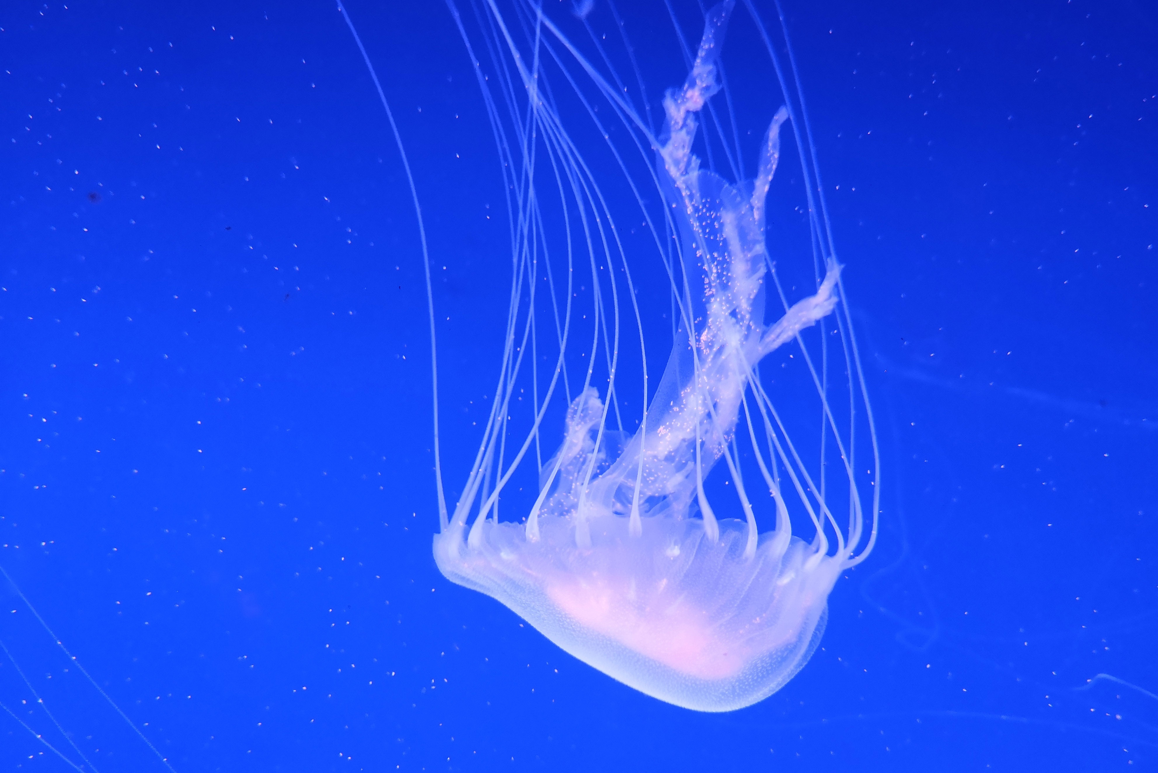 太平洋海刺水母摄影图下载-编号27584156-自然风景-我图网
