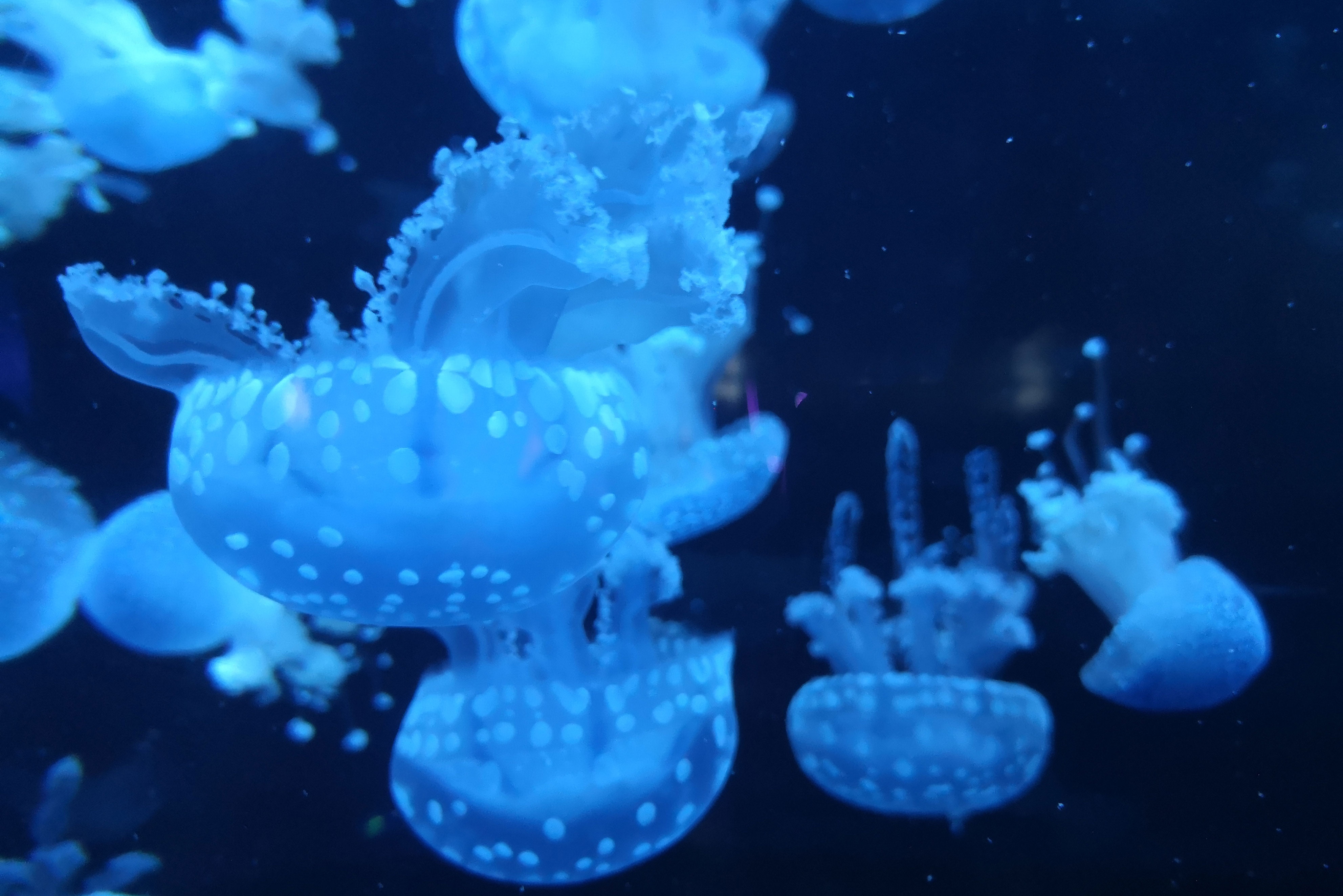 海底精灵水母展-南京海底世界梦幻水母线上展-南京海底世界官方网站