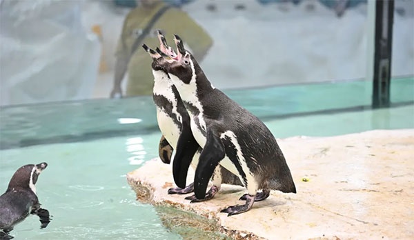 门票79元起！“皮肚”“肉丝”喊你来海底过“疯狂企鹅周”